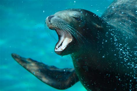 the majestic hooker s sea lion a dive into its fascinating world