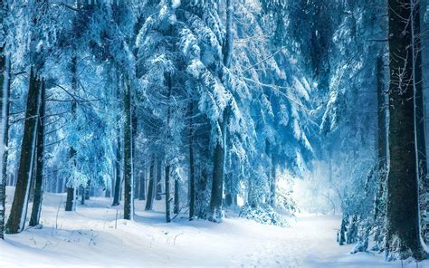 Frosty Trees Wallpaper Nature And Landscape Wallpaper Better