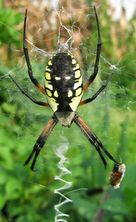 Hermit Musings Garden Spider