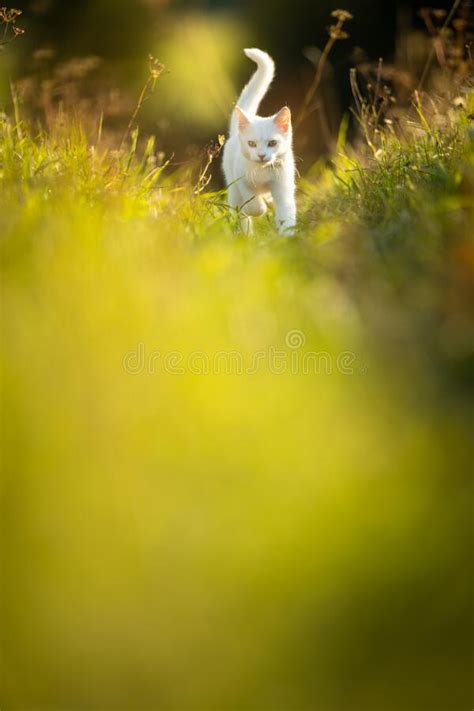 Extremely Cute White Kitten On A Lovely Meadow Stock Photo Image Of