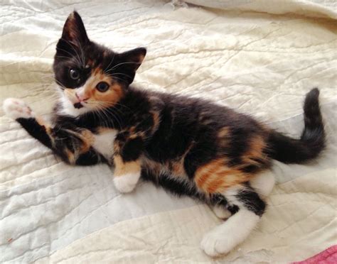 Calico Tabby Cat Kitten