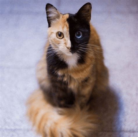 Gorgeous Two Faced Odd Eyed Cat Cats