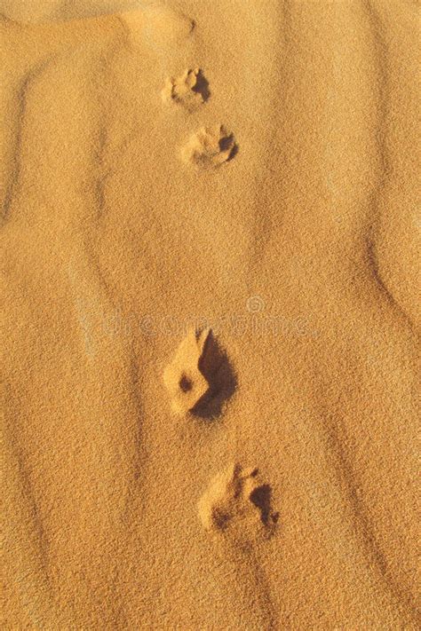 Traces Of Desert Fox On Sand Stock Image Image Of Chebby