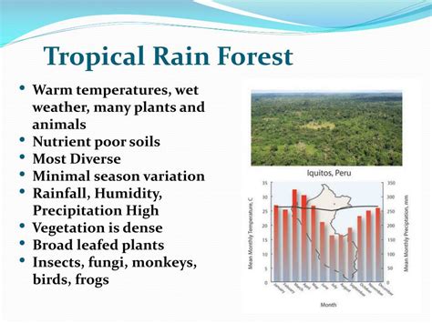 Ppt Temperate Deciduous Forest Powerpoint Presentation Free Download