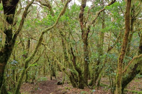 Evergreen Rainforest In Garajonay National Park Stock Image Image Of