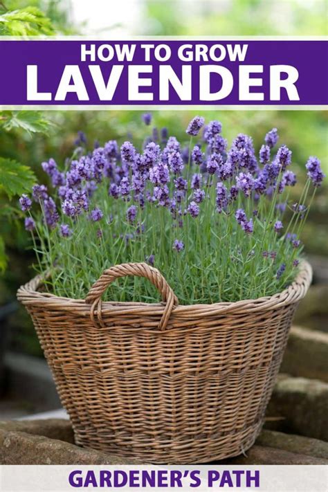 When To Plant Lavender Seeds Australiasrzphp