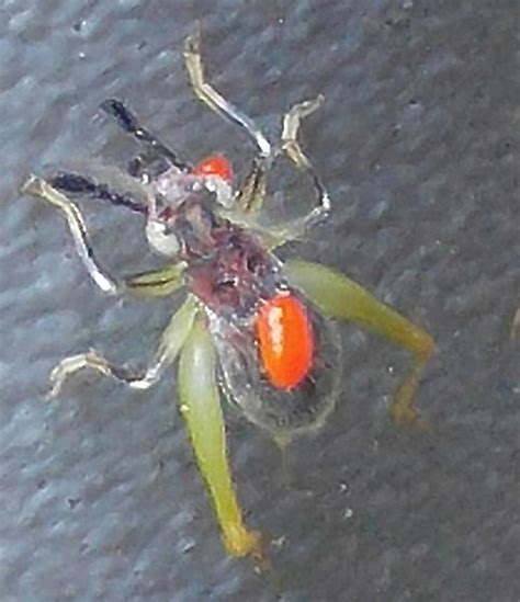 Alien Looking Bug With Red Bulbous Ball Like Apparatus On It