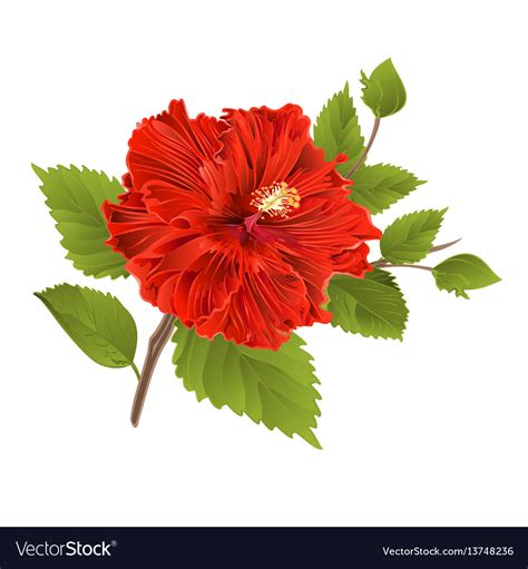 Red Hibiscus Stem Tropical Flower Royalty Free Vector Image