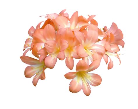 Peach Coloured Flower By Pandymonium62 On Deviantart