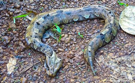 Gabon Viper Snake In Congo