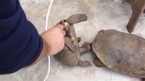 Turtle S Sex With Female Turtle Youtube