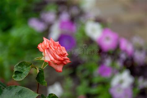 Beautiful Pink Rose Flower In Summer Garden Stock Photo Image Of
