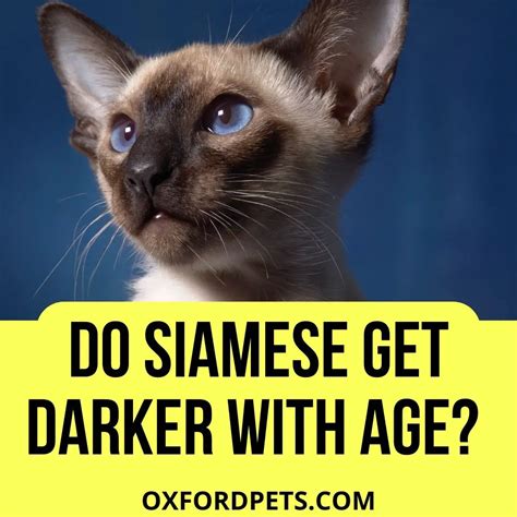 Do Siamese Cats Get Darker With Age 4 Amazing Facts Oxford Pets