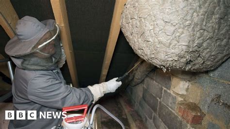 Colossal Wasp Nest Found In Corby Attic Bbc News