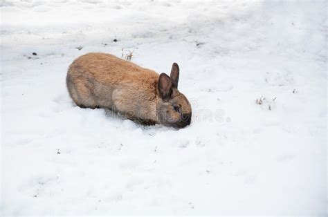 Big Rabbit On Snow Stock Image Image Of Cold Sitting 29088187
