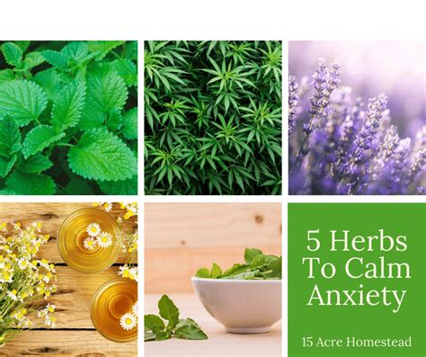 5 Herbs To Calm Anxiety 15 Acre Homestead