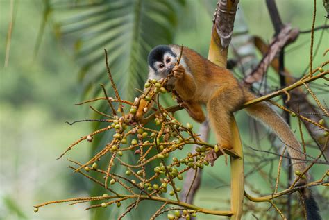 Central American Squirrel Monkey Sean Crane Photography