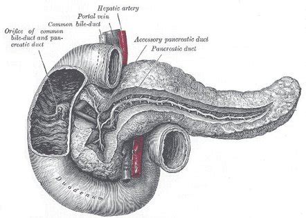 Duodenum Radiology Reference Article Radiopaedia Org