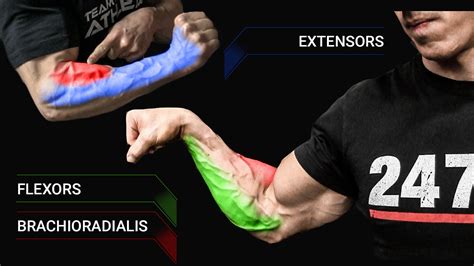 The Perfect Forearm Workout Athlean X