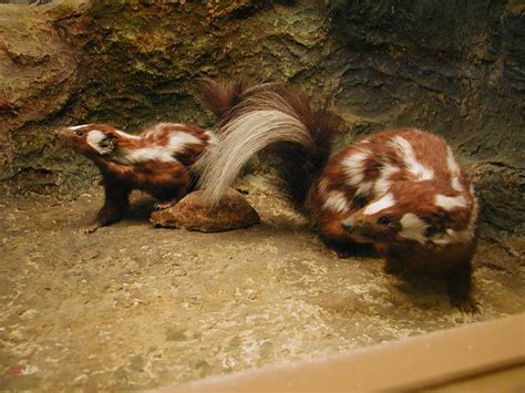 Skunk Stripe Pictures Facts And More