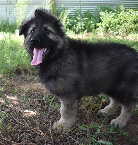 Wolfgang Haus german shepherd puppies