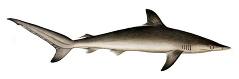 Submitted 5 days ago by stemcellguy. Carcharhinus sorrah - Wikispecies