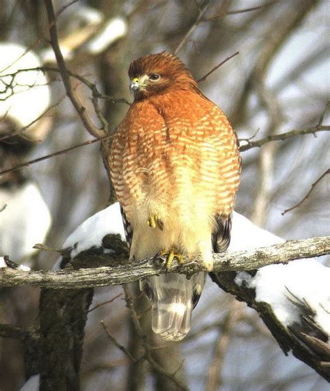 Ohio Birds Of Prey From Eagles To Owls Falcons To Hawks Identifying