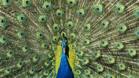 Do You Think I M Sexy Why Peacock Tails Are Attractive Bbc News