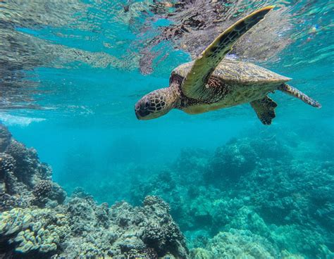 A Turtle Swims Over The Coral Reef