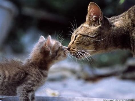 Kitten Kissing Mama Cats Kiss Hd Wallpaper Pxfuel