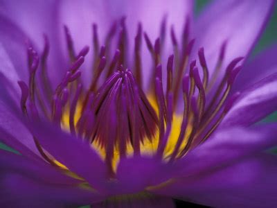 See more ideas about thailand, thailand travel, places to travel. Day Forty-Six: Lesson 2-Sahasrara-Introducing the Crown ...