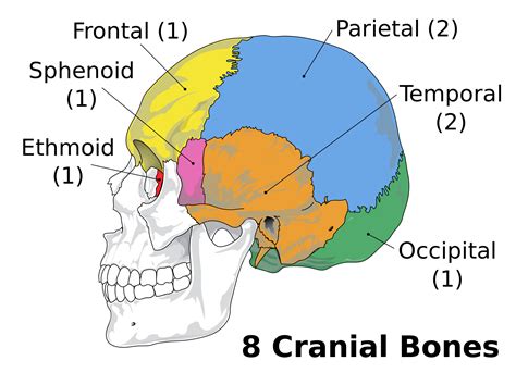 Eight Bones Of The Cranium
