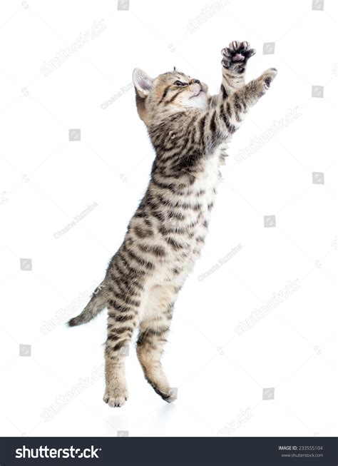3337 Cat Jumping Up Images Stock Photos And Vectors Shutterstock