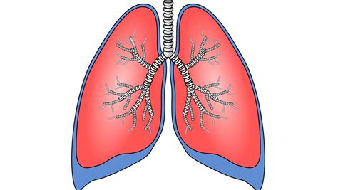 Lab Grown Lungs Shown To Work As Intended In Large Animal Model