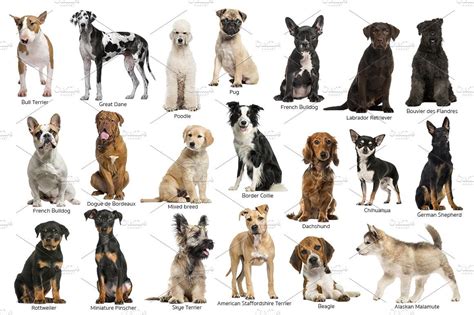 Drab Chart Of Dog Breeds Free Photos