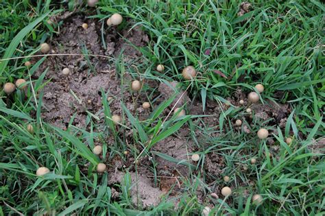 Id Request Northwest Arkansas Mushroom Hunting And