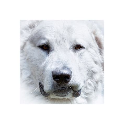 Hungarian Kuvasz Pictures And Informations Dog