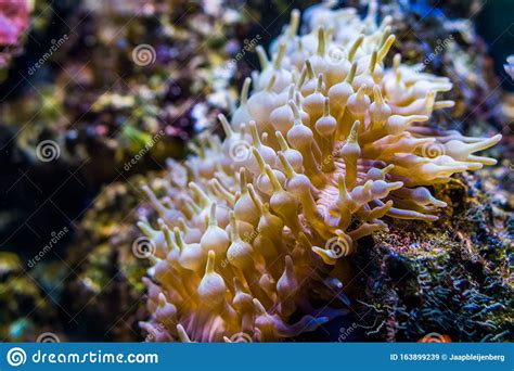 Closeup Of A Bulb Tentacle Sea Anemone Popular