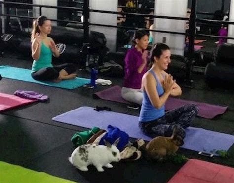 Bunny Yoga Is Happening In Vancouver Inside Vancouver Bloginside