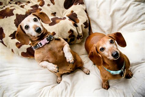 Learn more about southern california dachshund rescue in la habra, ca, and search the available pets they have up for adoption on petfinder. Northern California — Southern California Dachshund Relief ...