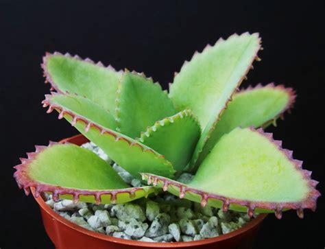 Mother Of Thousands Kalanchoe Daigremontiana Mexican Hat Plant Rare
