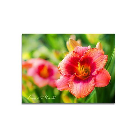 Blumenbild Strawberry Fields Forever Kunstdruck Acryl Bild Fototapete