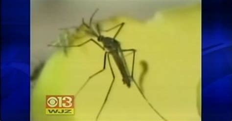 Officials Warn Of West Nile Virus Threat After Flooding Cbs Baltimore
