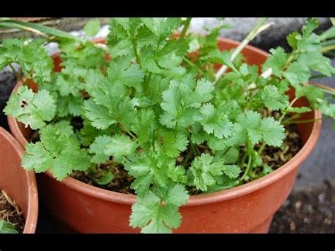 The first is to choose the plants at the garden centre carefully. How to Grow Coriander from Seeds | Plant Dhania at home ...