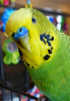 What is better than small talk? Learn How Disco the Talking Parakeet Became a YouTube Star