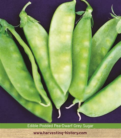 Shop Dwarf Grey Sugar Pea And Other Seeds At With Images Sugar Snap