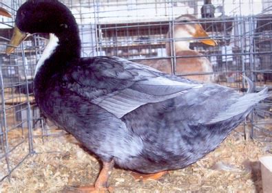 Ducks for sale • introduction to ducks • black runner • black swedish • blue runner • blue swedish • buff • cayuga • chocolate runner • duclair • fawn and white runner • jumbo pekin Blue Swedish Ducks : Ducklings for Sale | Cackle Hatchery