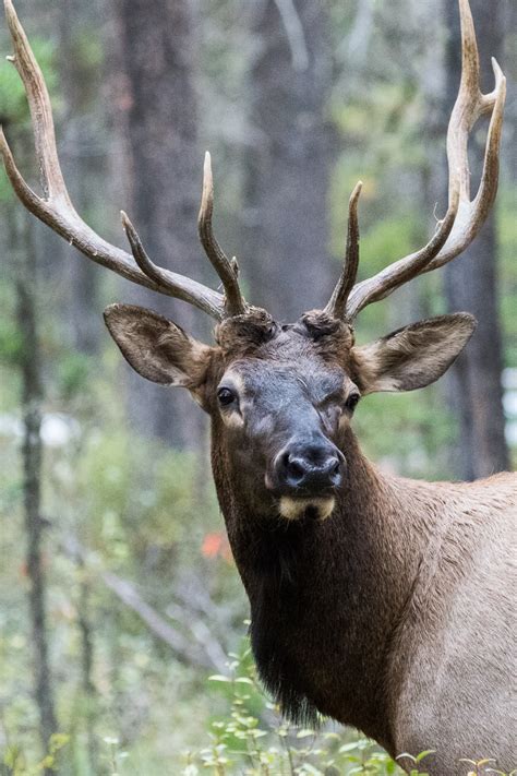 Elk Moose And Deer Ray Brown Wildlife Photography Ray Brown