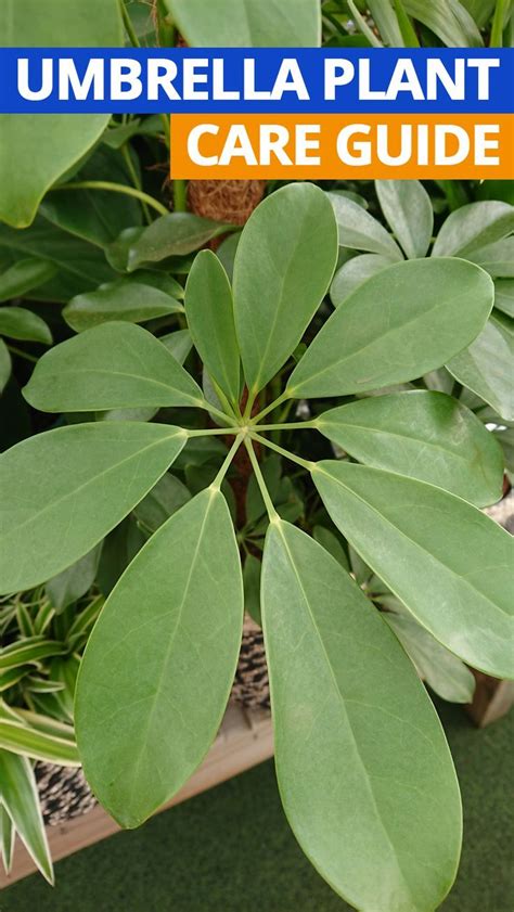 Jan 13, 2021 · mint grows fast and in great quantity, as it is, so fertilizer would have no real benefits for peppermint or spearmint. Indoor plant care in 2020 | Umbrella plant care, Plants ...