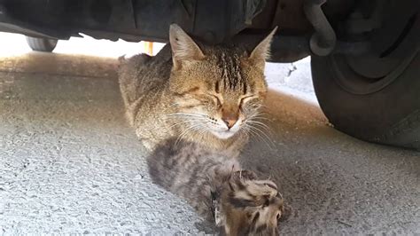 Mother Cats Tears For Her Dead Kitten Anne Kedinin ölen Yavrusu Için